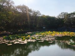 -高尔山公园