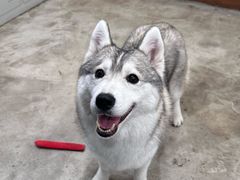 -小狗上班·狗咖·猫咖·小奶狗·摄影(南山店)