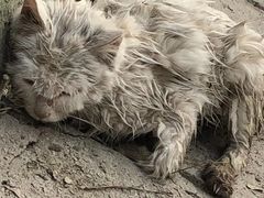 -北京赛佳动物医院