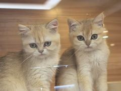-猫十亿·布偶金渐层·曼基康矮脚猫舍(青年路店)