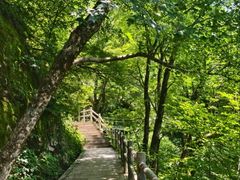 -牛背梁国家森林公园