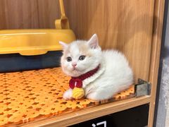 -欣宠猫屋·矮脚拿破仑·蓝金金渐层