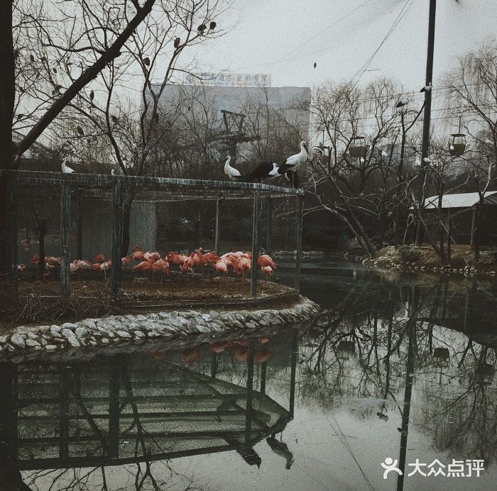 郑州市动物园火烈鸟图片