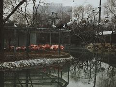 火烈鸟-郑州市动物园