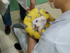 -米苏动物医院·犬猫专科·骨科外科内窥镜