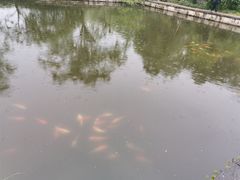 -西湖外事游船(花港观鱼码头)