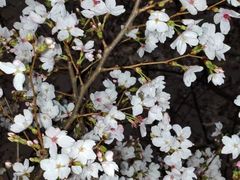 -西北湖绿化广场