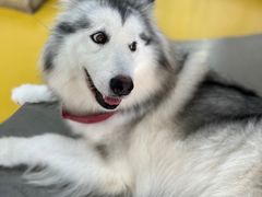 -Husky Go! 哈士奇体验馆·宠物咖啡厅狗咖