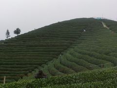-听风阁农家私房菜茶楼(龙坞店)