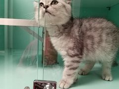 -猫宠乐园·专业洗护