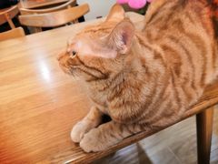-滚猫咖啡·猫咖·猫友好撸猫(未来城店)