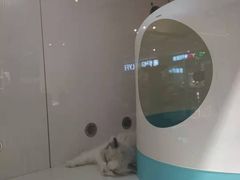 -糯米喵星人总部直营旗舰店·猫舍·幼猫出售
