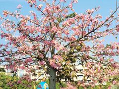 -风云岭森林公园