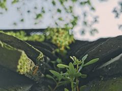 -宝石山