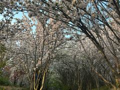 -石家庄市植物园