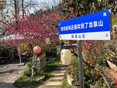 -桃源山庄·水蜜桃采摘·柴火鸡·烧烤团建(龙泉山店)