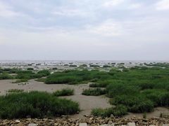 -奉贤海滩