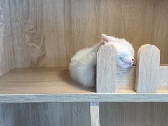 -猫力发电所·宠物专门店