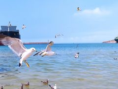 -海驴岛(荣成市)