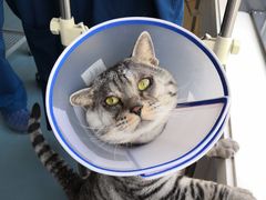 -芭比堂动物医院·犬猫全科·异宠专科(雁塔分院)