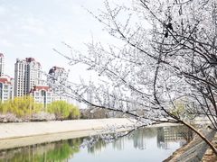 -桃花堤公园