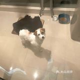杭州找领养