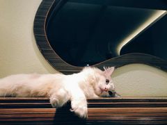 -more than meow吴止猫主题餐厅(承德 中船汇店)