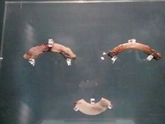 -荆州博物馆