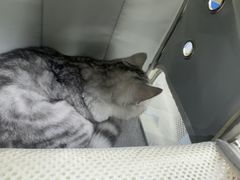-博特宠物医院24h犬猫全科.骨科·异宠