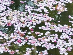-香雪海