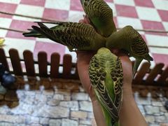 -上海大自然野生昆虫馆(东方明珠·爬宠昆虫探索中心)
