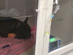 -瑞派·关忠动物医院·异宠专科·犬猫肿瘤·皮肤专科(望京店)