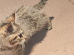 -官塘陈记鱼生·潮汕砂锅粥·牛肉火锅(潮枫路总店)