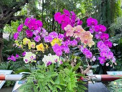 -中国科学院华南植物园