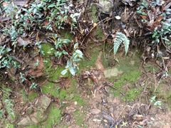 -杭州半山国家森林公园