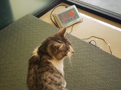 -艾贝尔宠物诊疗