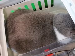 -爱侣·安琦尔宠物医院·中兽医针灸·心内科·狂犬免疫点(宝山区院)