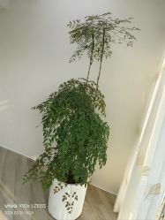 -HEYAN荷妍专业脱毛连锁机构