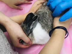 -北京观赏动物医院·24小时大型综合·猫专科·异宠专科