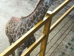 -西霞口神雕山野生动物世界