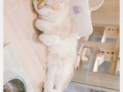 -BABIT巴比特宠物(MOMOPARK店)