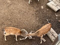 -青藏高原野生动物园