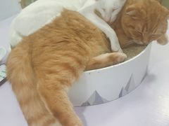 -喵的天空名猫咖啡馆·撸猫·猫舍·用品