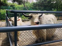 -长白岛森林公园