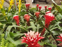 -北京植物园-展览温室