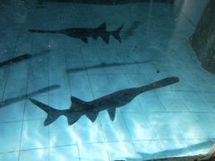 景点鸭嘴鲟-石家庄市动物园