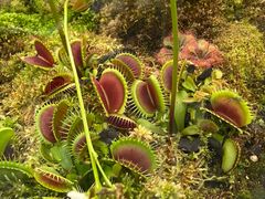 -国家植物园南园