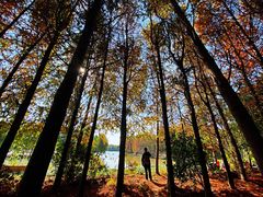 -上海海湾国家森林公园