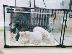 -Moni星球萌宠·小马宝莉·灵蛇·高端高阶全萌宠互动体验俱乐部(红豆国际广场店)