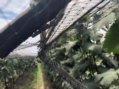 -马陆小张葡萄园农家乐